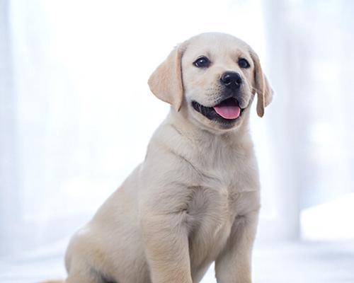 如何帮助拉布拉多犬解决不爱喝水的问题（探究拉布拉多犬饮水问题的原因及解决方法）