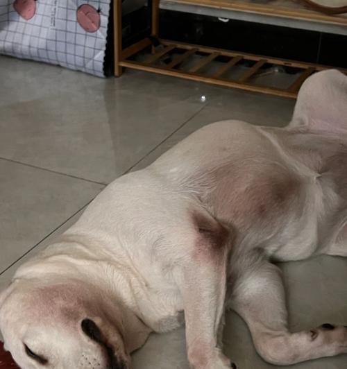 拉布拉多犬皮肤病治疗全解析（宠物主人必看）