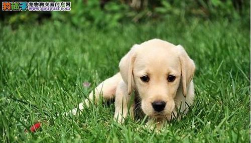 拉布拉多犬驱虫指南（以宠物为主）