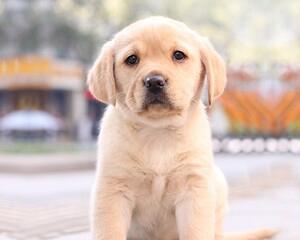 拉布拉多犬的完整介绍（了解拉布拉多犬的品种）
