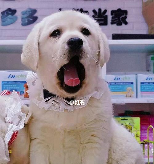 拉布拉多犬瘟，如何预防和治疗（保护你的宠物免受瘟疫的影响）
