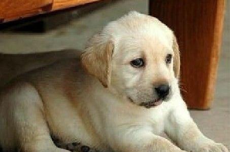 拉布拉多幼犬的营养需求（如何给拉布拉多幼犬补充足够的营养）