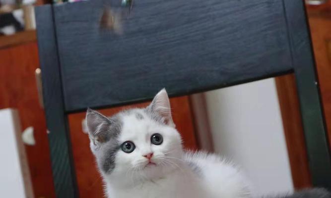 以蓝白和布偶猫为主题的宠物养殖（探索蓝白和布偶猫的养殖特点）
