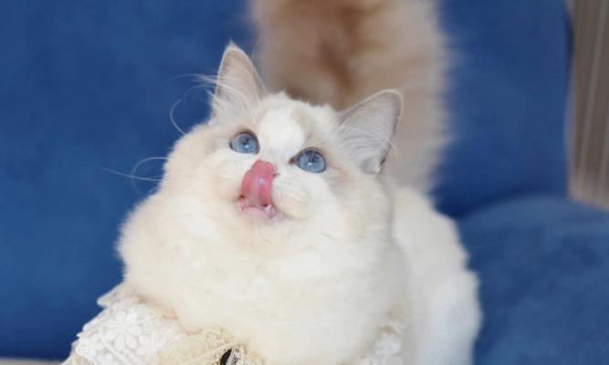 蓝白猫与布偶猫配种的后代长什么样（探索蓝白猫和布偶猫配种所产生的神秘猫咪）