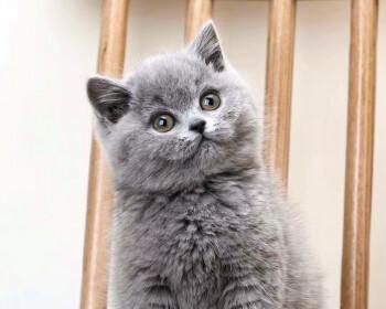探秘蓝白折耳矮脚猫的特点与养护（从品种介绍到宠物养护）