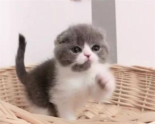 以蓝白折耳短脚猫为主题的宠物护理指南（全面了解蓝白折耳短脚猫）