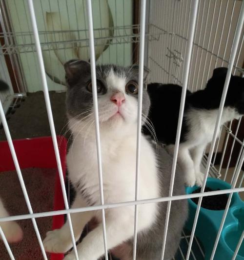揭秘以蓝白折耳猫为串串的真相（猫奴们必读）