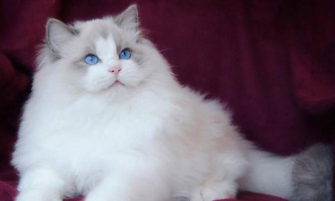 以蓝猫串布偶白靴子为主题的宠物故事（感人至深的猫咪之间的情谊）