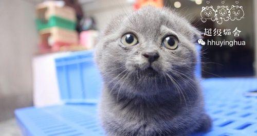 蓝猫的耳朵立耳和折耳（探究蓝猫耳朵形态的原因及对宠物饲养的影响）