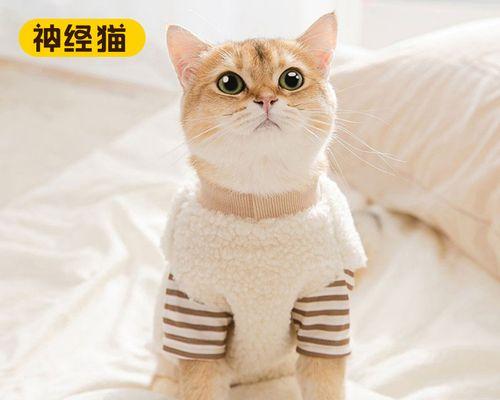 猫咪爱好者必知的两种猫的不同特点（猫咪爱好者必知的两种猫的不同特点）