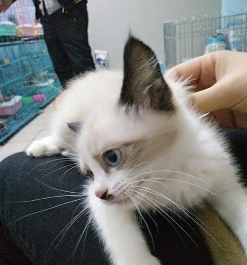 蓝猫与布偶的配对之旅（宠物猫的完美搭配）
