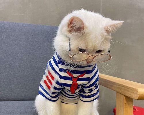 以蓝猫和布偶生的小猫为主题的养猫心得（领养宠物需谨慎）