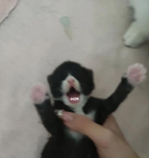 奶牛的“异种妈妈”生活记（以蓝猫和布偶为“父母”的奶牛）