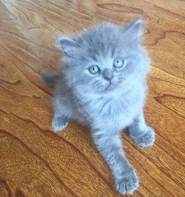 以蓝猫和折耳蓝猫配的小猫为主题的宠物养护指南（如何养护这些可爱的蓝猫和折耳蓝猫混种小猫）