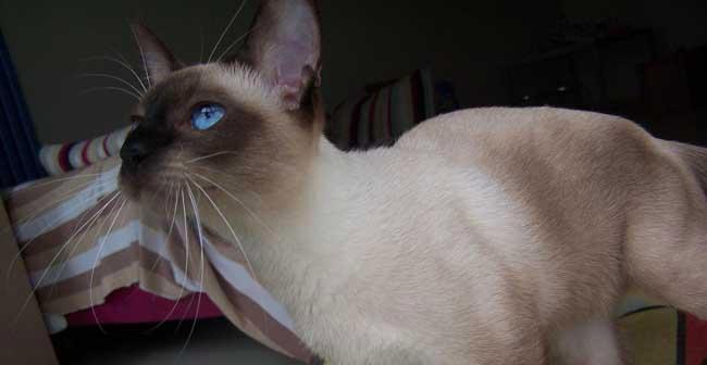 比较蓝猫与暹罗猫的特点（探究宠物领域的两个热门品种）
