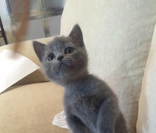 以蓝猫可以生出折耳猫吗（探究蓝猫和折耳猫的遗传关系）
