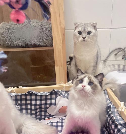 蓝猫妈妈与布偶爸爸的宠物故事（纯种蓝猫与布偶猫的跨种繁殖）