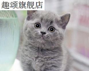 了解蓝猫折耳猫，选择适合的宠物伴侣（探讨蓝猫折耳猫的特点、养护和适应性）