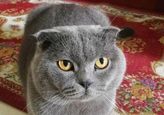 选择蓝猫折耳猫作为宠物的优点（了解蓝猫折耳猫的特点和品种优势）
