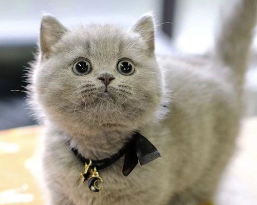 养一只蓝猫折耳猫，你需要知道的事情（宠物爱好者必看）