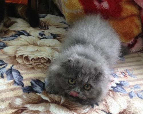 与蓝猫折耳母猫度过美好时光（宠物养护指南）
