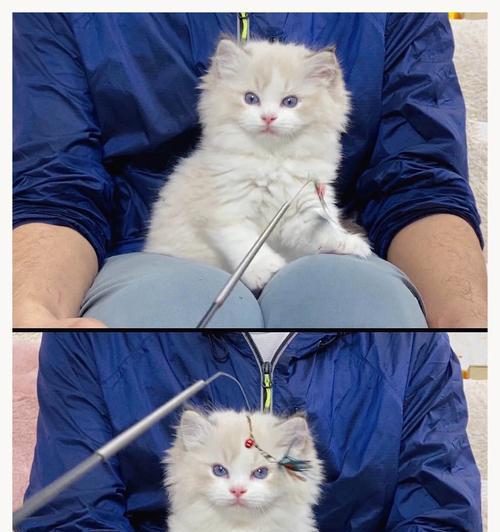 蓝色背景下的布偶猫（探寻布偶猫的魅力与特质）