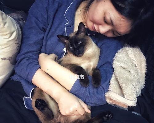 以蓝色眼睛为特色的暹罗猫品种简介（这种宠物的神秘与优雅）