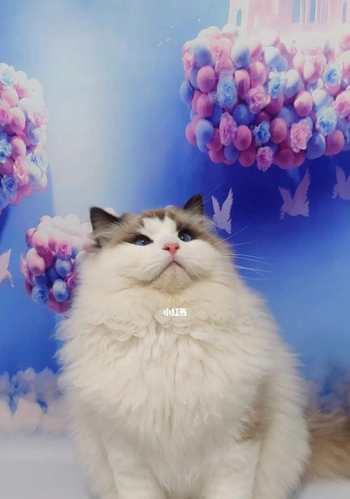 蓝色重点布偶猫VS海双哪个更适合作为宠物？