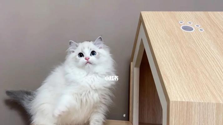 蓝山双布偶猫的品相探究（宠物界的小贵族——蓝山双布偶猫）