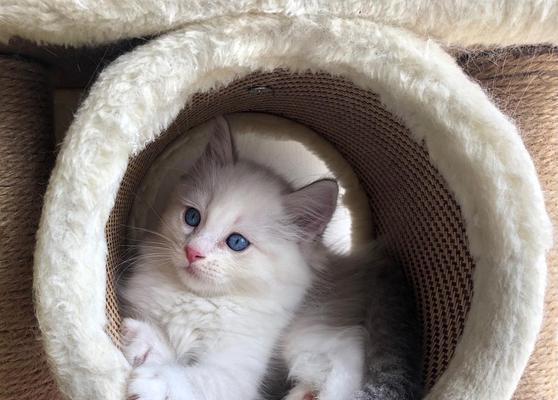 探究蓝山双布偶猫的特征与魅力（探究蓝山双布偶猫的特征与魅力）