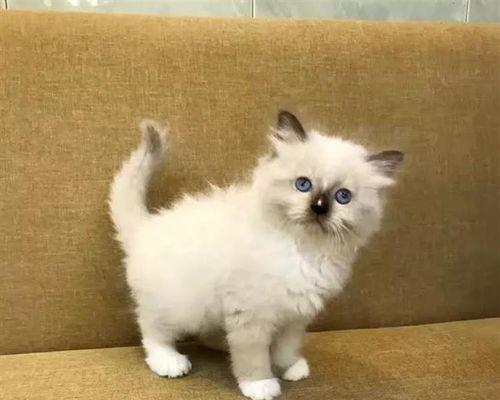 蓝山双色布偶猫——最可爱的宠物（拥有一只双色布偶猫）