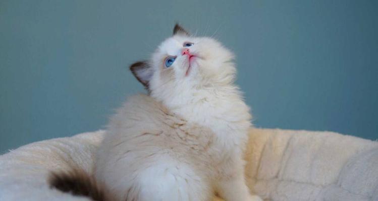 《蓝双布偶猫的优雅之美》（猫咪王国里的珍品——以蓝双布偶猫为例）