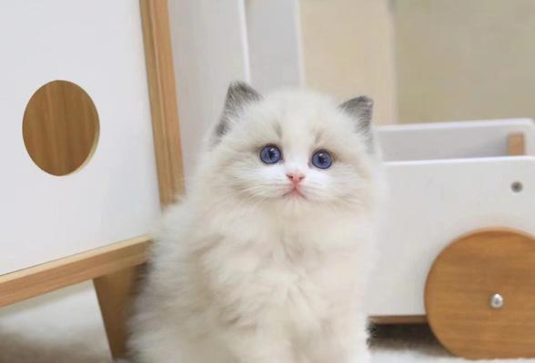 以蓝双布偶猫为例，探讨宠物毛长不快的原因与解决方法（如何让你的宠物毛发变得更加浓密和健康）