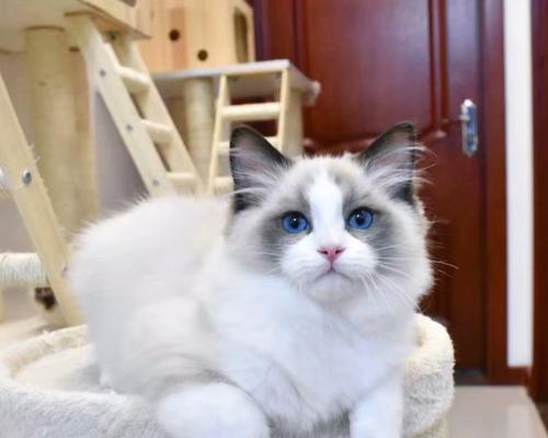 以蓝双布偶猫后背为主题的颜色魅力（探寻蓝双布偶猫后背的奇妙之处）