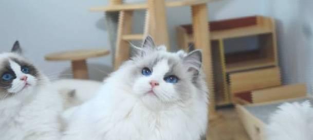 品味蓝双布偶猫，领略高级宠物魅力（探秘蓝双布偶猫的特点与魅力）