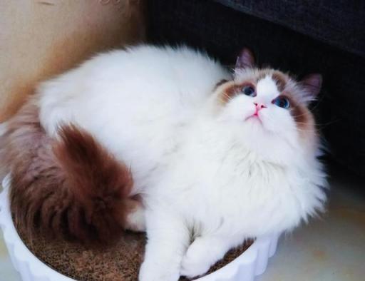 以蓝双布偶猫为主角，如何搭配适合的颜色（探寻适合蓝双布偶猫的颜色）