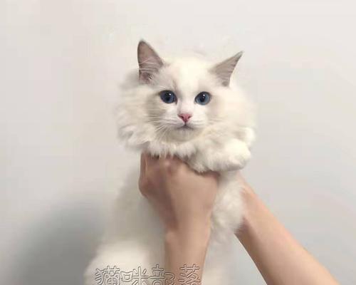 深入探秘蓝双布偶猫浅灰的世界（以宠物为主）
