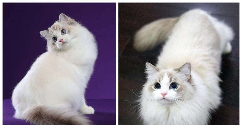 TheCharmofBlueBicolorRagdollCats（AdorableFelineCompanionsforPetLovers）