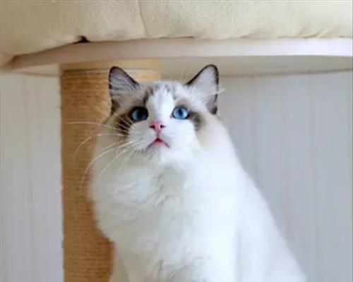 蓝眼布偶猫，不一样的宠物选择（拥有蓝色眼睛的布偶猫）