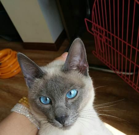 探秘以蓝重点暹罗猫的魅力