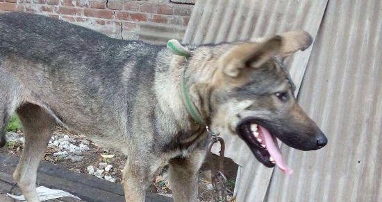 如何科学喂养幼犬（以狼青幼犬狗粮为例）