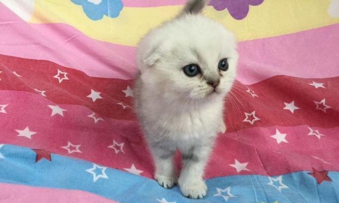 以立耳猫和折耳猫的后代为主题探讨猫咪品种特点（探究以立耳猫和折耳猫为基础的猫咪品种）