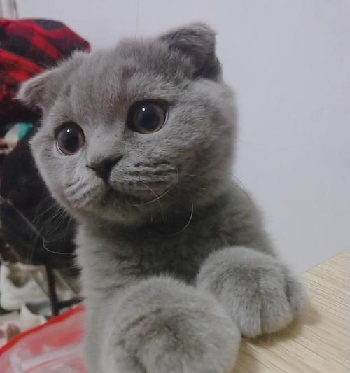立耳猫与折耳猫的宠物生活（探究立耳猫和折耳猫的魅力及共处之道）