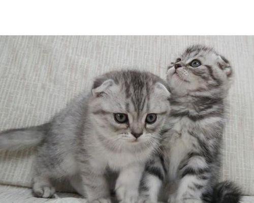 立耳猫与折耳猫的混合血统（探究混血猫的特征及养护方法）