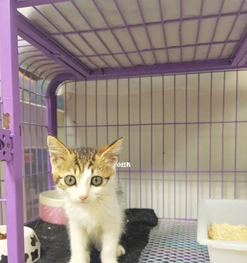 俩月小猫的生长发育（了解你家宠物的成长规律）
