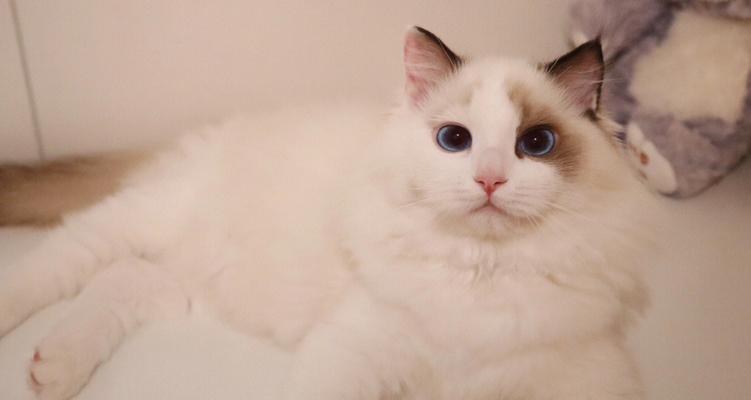 如何让宠物布偶猫拥有完美无瑕的脸庞（如何让宠物布偶猫拥有完美无瑕的脸庞）