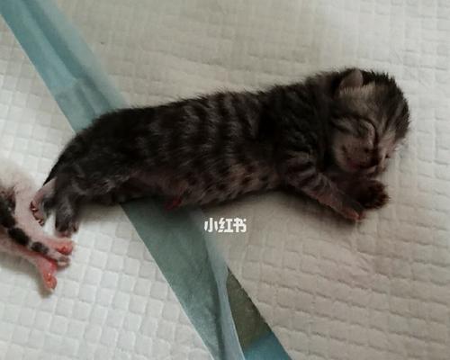 2个半月大的猫咪为什么会吃什么吐什么（探究小猫咪不适的原因和解决方法）