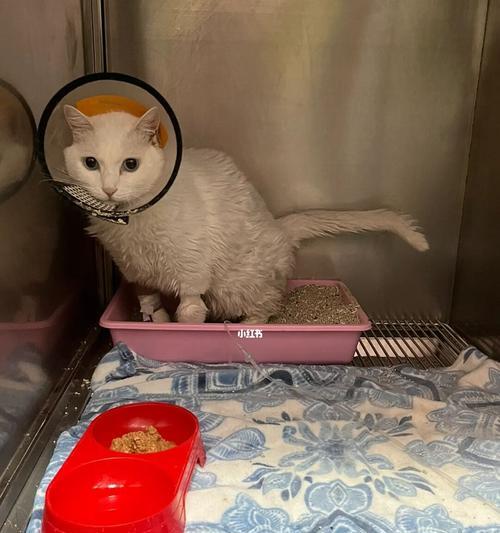 小猫拉肚子怎么办？——宠物肠胃疾病应对全指南