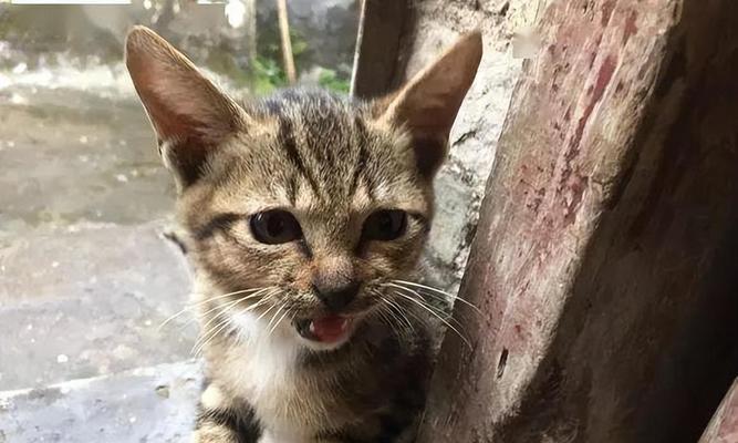如何应对两个半月大的猫咪咬人问题（探讨猫咪咬人的原因与解决方案）