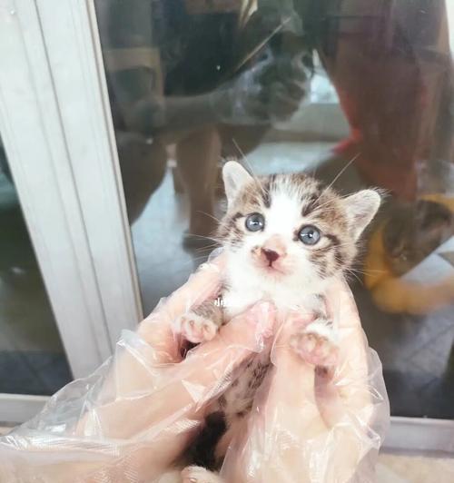 小猫饮食量探秘——两个半月小猫吃多少3个半月小猫一天吃多少（宠物猫的营养需求与成长阶段）